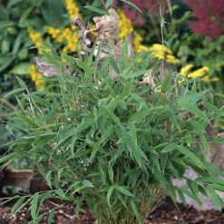 Bergbambu Omnia Garden Tiny 30+ cm