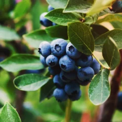 Blåbär Omnia Garden Hybrid Vaccinium Oskar