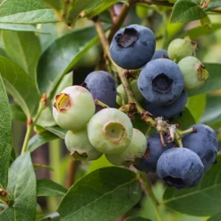 Blåbär Omnia Garden Hybrid Vaccinium Pelle E