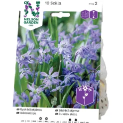 Blåstjärna Nelson Garden Rysk Blå