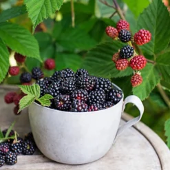 Bärbuske Omnia Garden Trädgårdsbjörnbär Loch Tay E