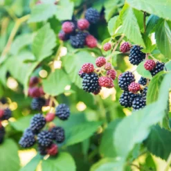 Bärbuske Omnia Garden Trädgårdsbjörnbär Loch Tay E