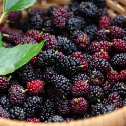 Bärträd Omnia Garden Svart Mullbär Morus Mulle E