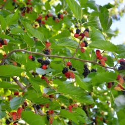 Bärträd Omnia Garden Svart Mullbär Morus Mulle E