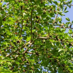 Bärträd Omnia Garden Svart Mullbär Morus Mulle E