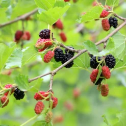 Bärträd Omnia Garden Svart Mullbär Morus Mulle E