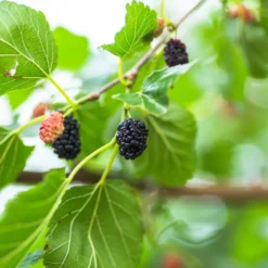 Bärträd Omnia Garden Svart Mullbär Morus Mulle E