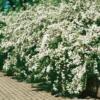 Buske Omnia Garden Bukettspirea 50-80 cm