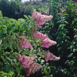 Buske Omnia Garden Klasespirea 50-80 cm
