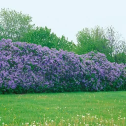 Buske Omnia Garden Syrén 30-50cm