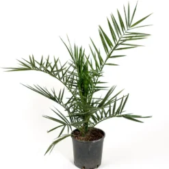 Dadelpalm Omnia Garden