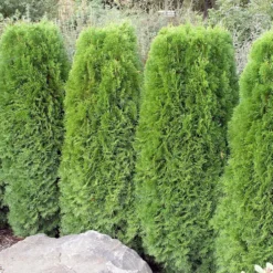 Ädeltuja Omnia Garden 50-60 cm