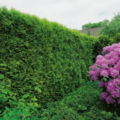 Ädeltuja Omnia Garden 50-60 cm
