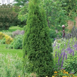 Ädeltuja Omnia Garden 50-60 cm