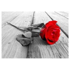 Fototapet Arkiio Abandoned Rose