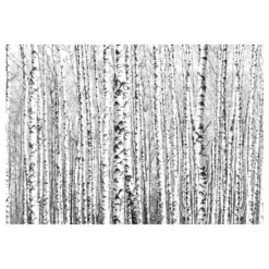 Fototapet Arkiio Birch Forest
