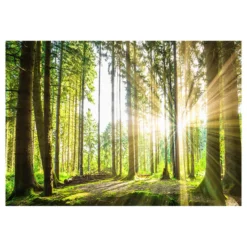 Fototapet Arkiio Forest Tales