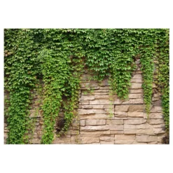 Fototapet Arkiio Ivy Wall