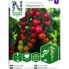 Frö Nelson Garden Tomat Hög Rubylicious F1