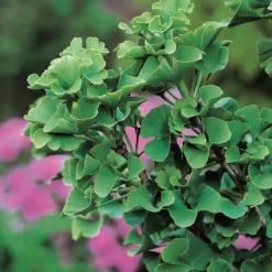 Ginkgo Tempelträd Omnia Garden 60-80 cm