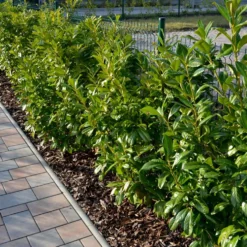 Häck Omnia Garden Lagerhägg Novita
