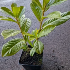Häck Omnia Garden Lagerhägg Novita