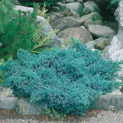 Himalaya-en Omnia Garden Bluestar 20-25 cm