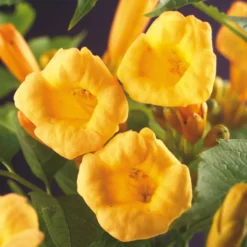 Klätterväxt Gulblommig Trumpetranka Omnia Garden 40-60 cm