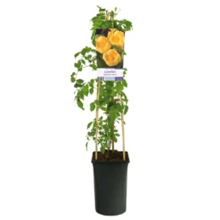 Klätterväxt Gulblommig Trumpetranka Omnia Garden 40-60 cm
