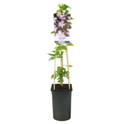 Klätterväxt Kelmatis Pernille Omnia Garden 40-60 cm