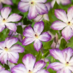 Klätterväxt Kelmatis Pernille Omnia Garden 40-60 cm