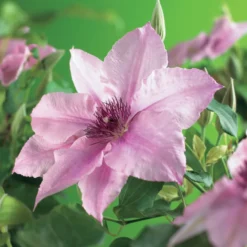 Klätterväxt Klematis Omnia Garden Pink Fantasy 40-60 cm