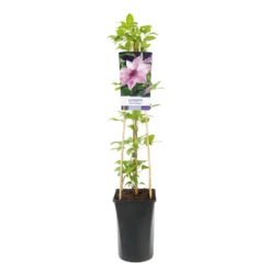 Klätterväxt Klematis Omnia Garden Pink Fantasy 40-60 cm