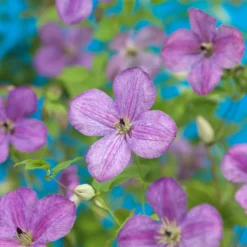 Klätterväxt Klematis Omnia Garden SoMany Lavender Flowers 40-60 cm