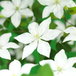 Klätterväxt Klematis Omnia Garden SoMany White Flowers 40-60 cm