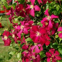 Klätterväxt Ljusvioletta Viticella Klematis Omnia Garden 40-60 cm