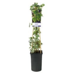 Klätterväxt Murgröna Glacier Omnia Garden 40-60 cm