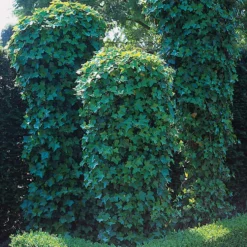 Klätterväxt Murgröna Omnia Garden 40-60 cm