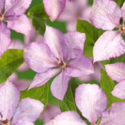 Klätterväxt Storblommig Klematis Omnia Garden Margret Hunt 40-60 cm