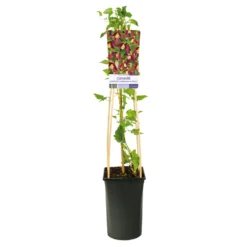 Klätterväxt Vintergrön Klematis Omnia Garden Landsdowne Gem 40-60 cm