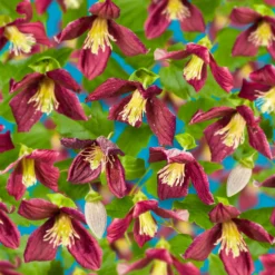 Klätterväxt Vintergrön Klematis Omnia Garden Landsdowne Gem 40-60 cm