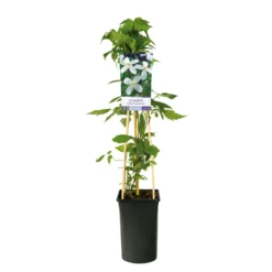 Klätterväxt Vit Bergklematis Omnia Garden Grandiflora 40-60 cm