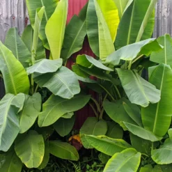 Krukväxt Omnia Garden Basjoohampa Med Stora Exotiska Blad