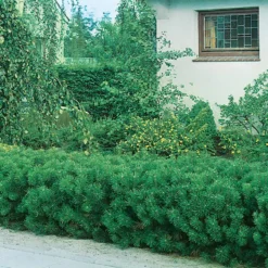 Låg Bergtall Omnia Garden 30-35 cm
