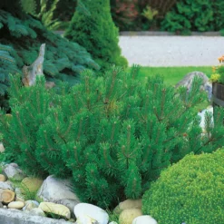 Låg Bergtall Omnia Garden 30-35 cm