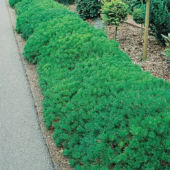 Liten Bergtall Omnia Garden 25-30 cm