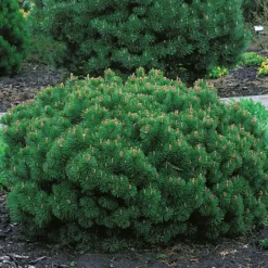 Liten Bergtall Omnia Garden 25-30 cm