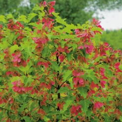 Lönn Omnia Garden Ginnala 50-80 cm