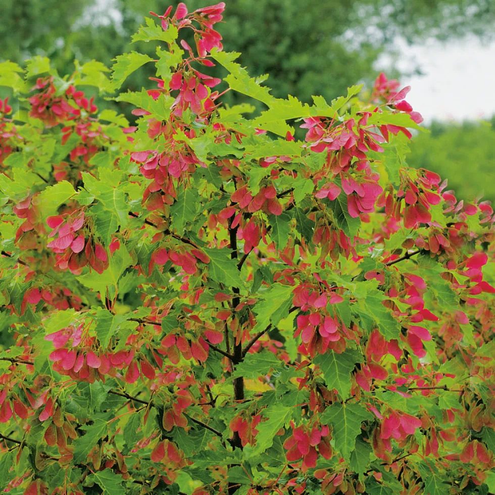 Lönn Omnia Garden Ginnala 50-80 cm