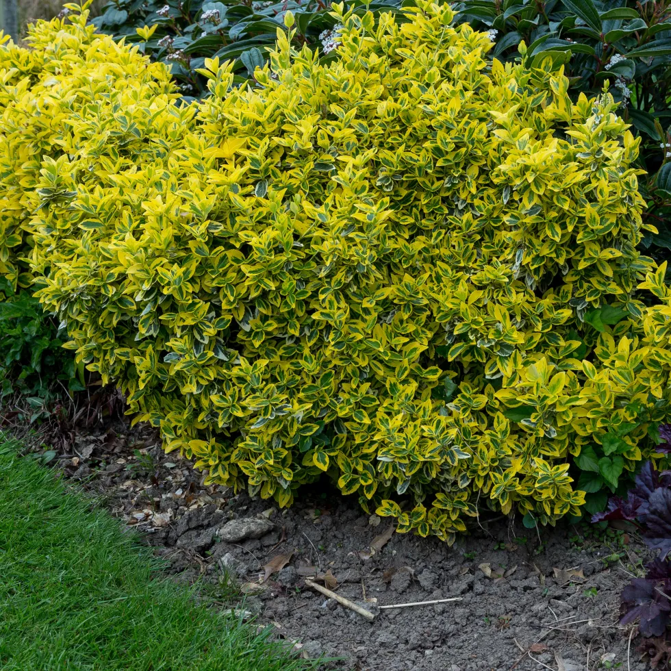 Marktäckare Omnia Garden Gulbrokig Klätterbenved Emerald'n'Gold